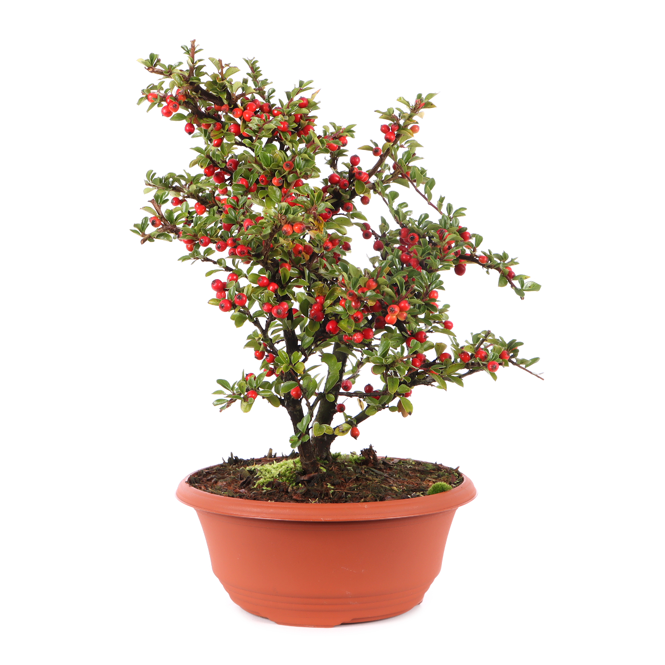 Cotoneaster praecox