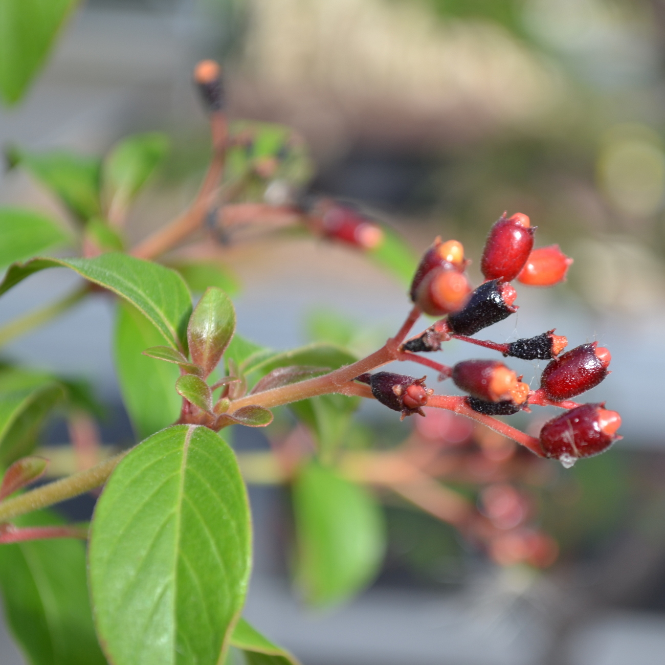 Frucht