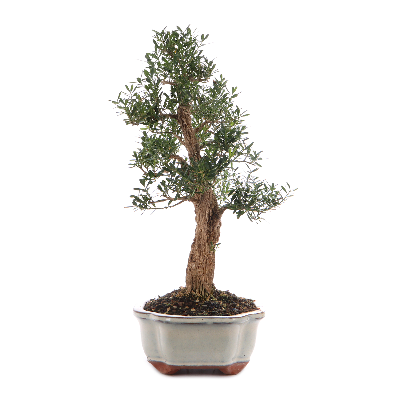 Buxus sinica var. sinica