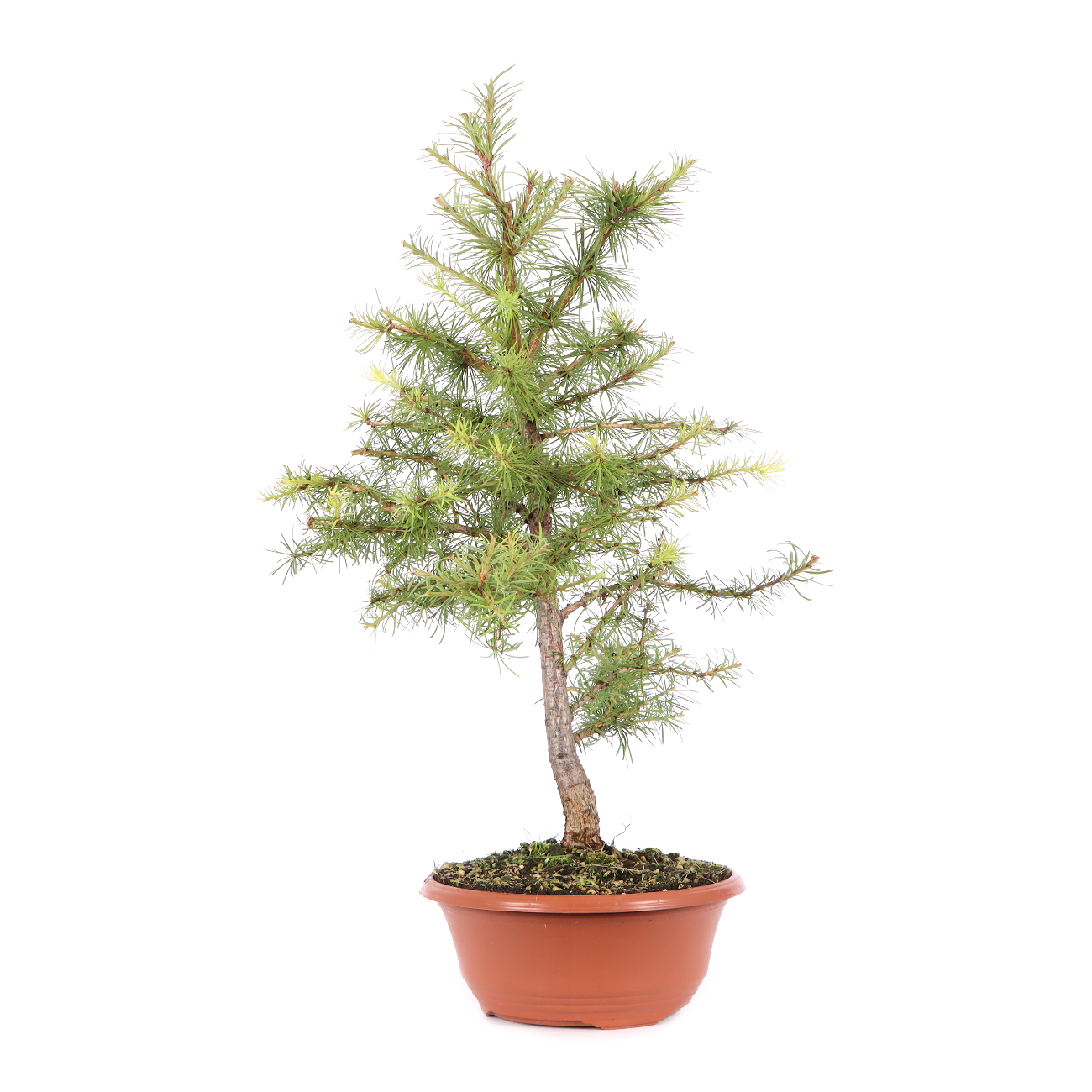 Larix kaempferi