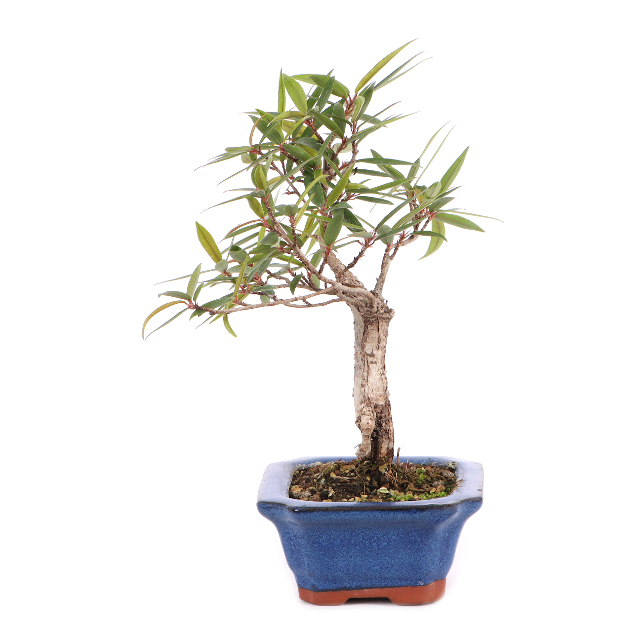 Ficus sikkimensis