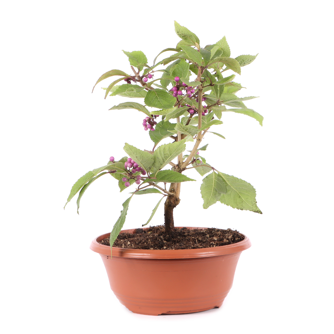 Callicarpa bodinieri 'Profusion'