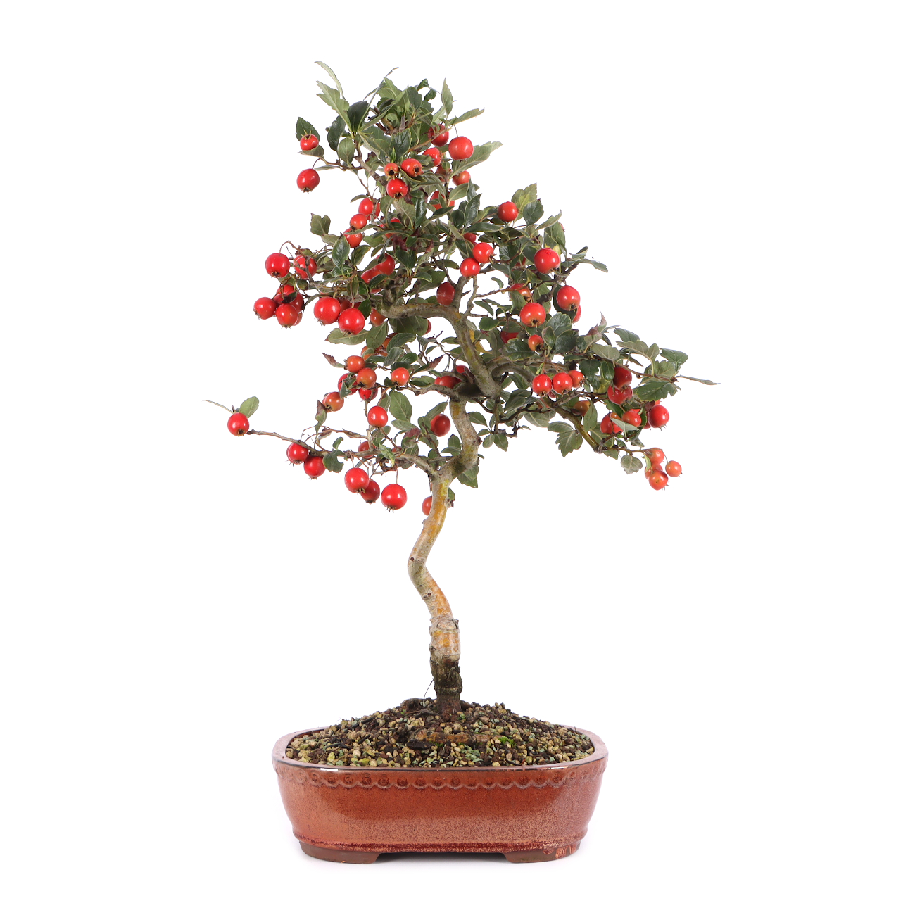 Crataegus cuneata
