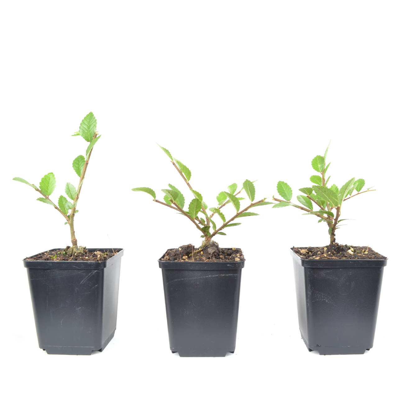 Ulmus japonica