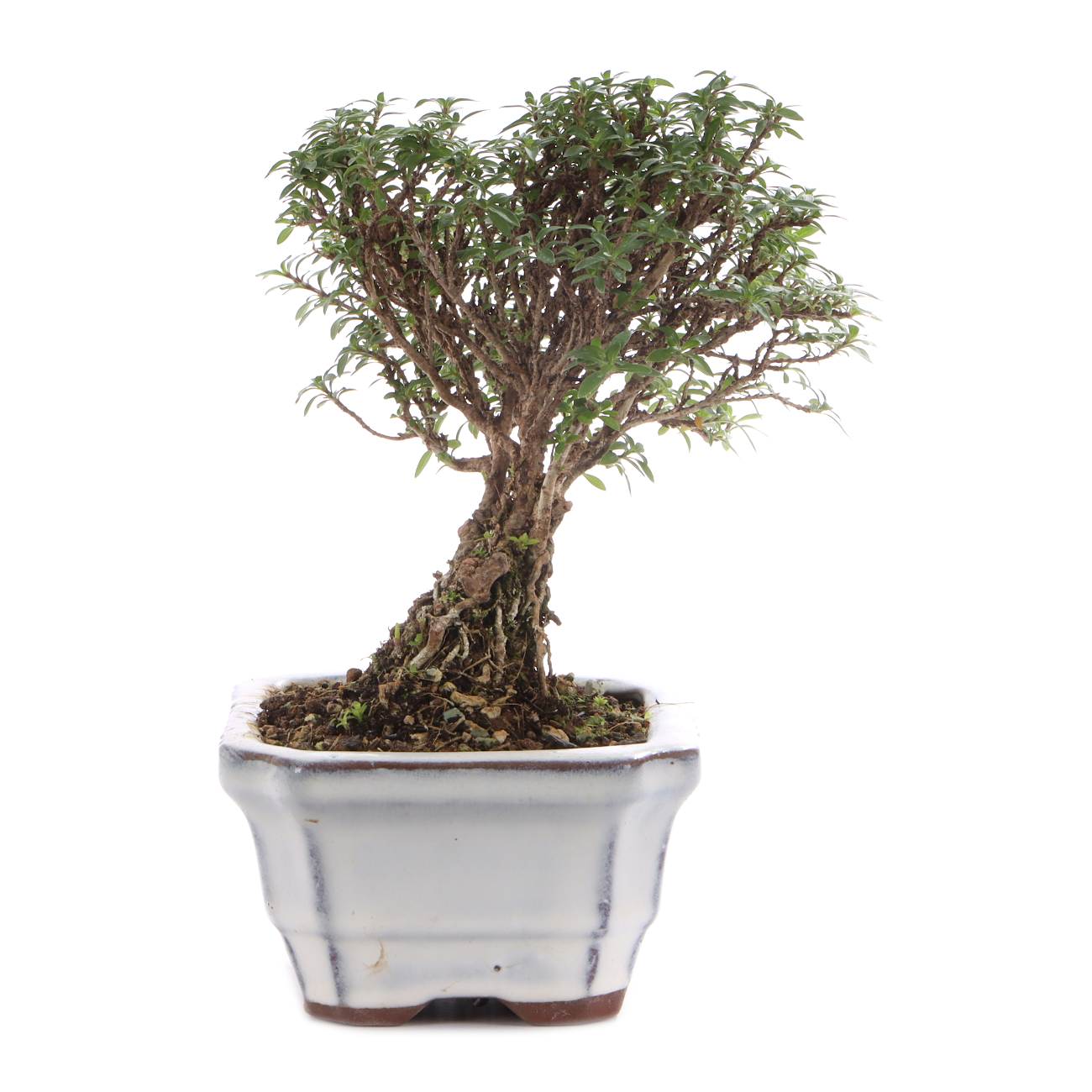 Serissa foetida 'Micro'