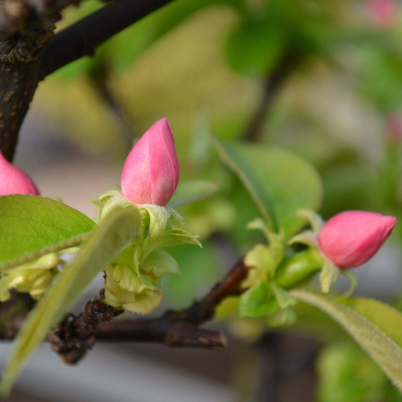 Blüte