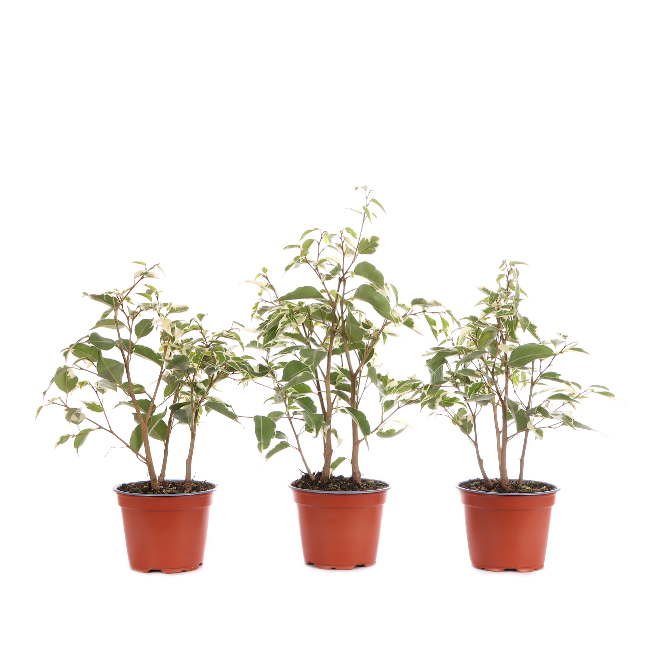 Ficus benjamina 'Starlight'
