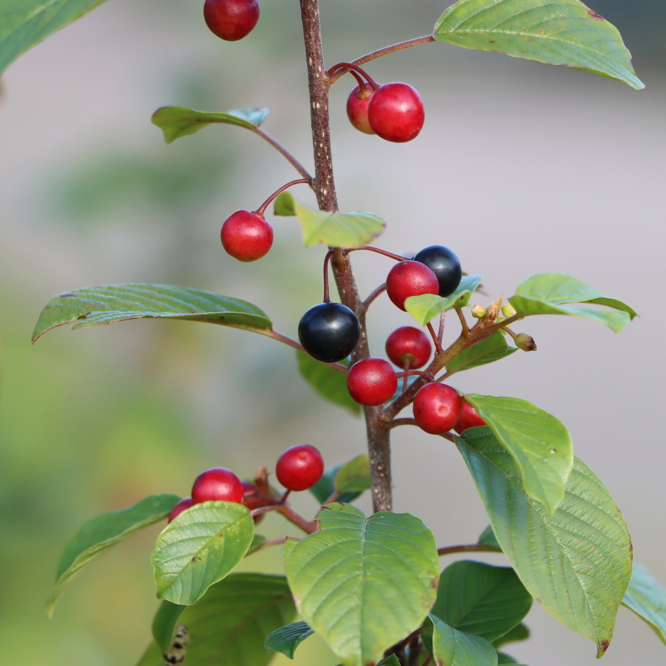 Frucht