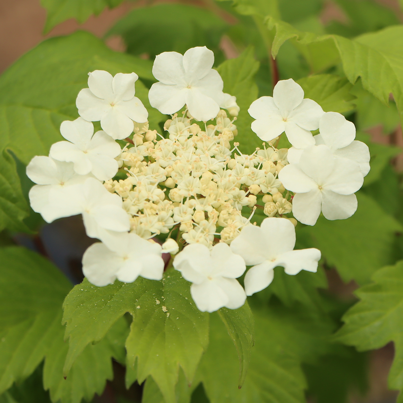 Blüte