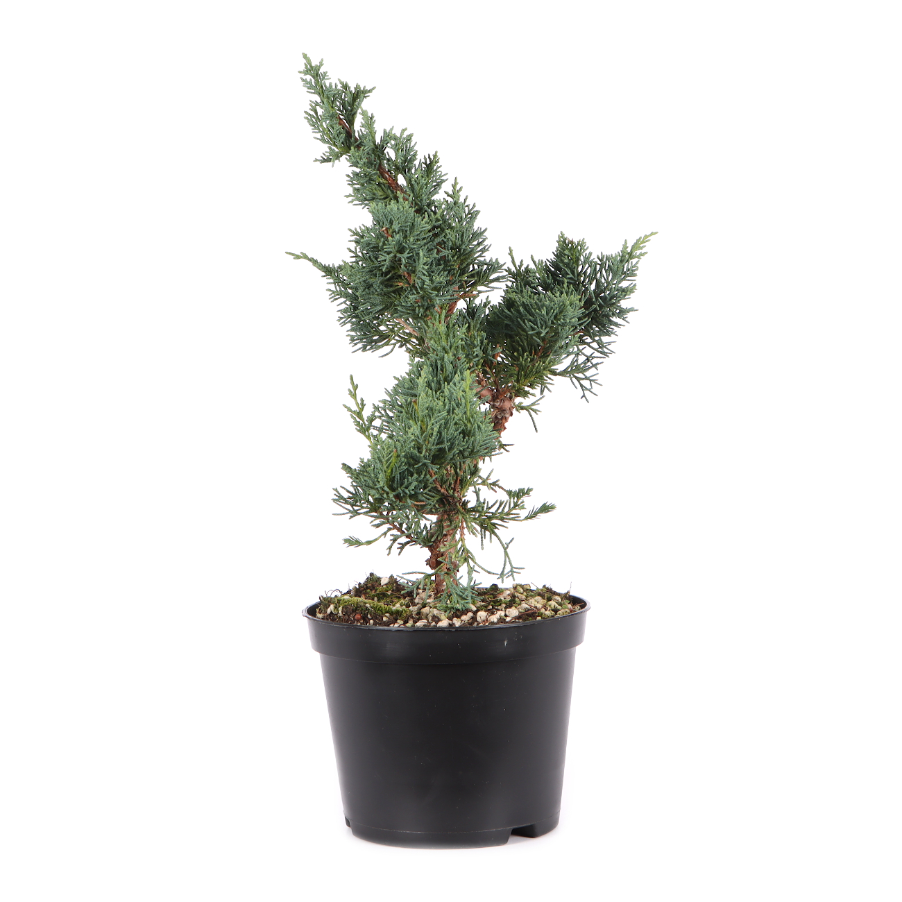 Juniperus chinensis ‘Blaauw‘