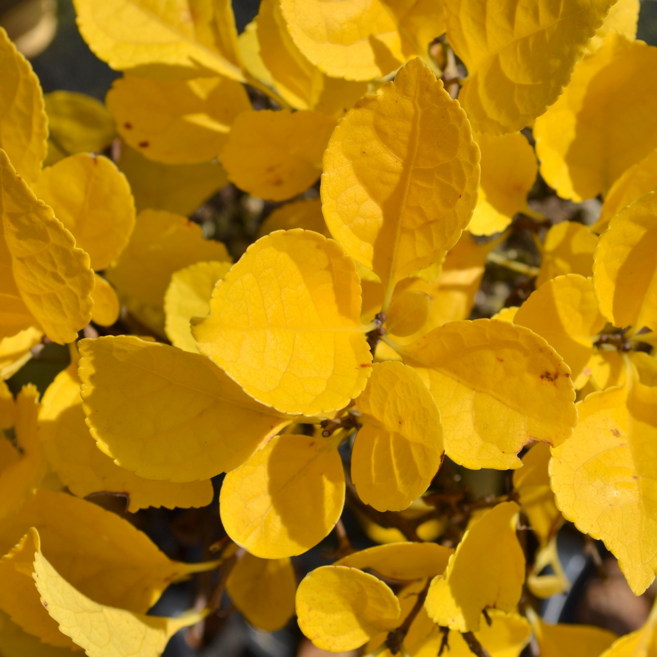 Herbstlaub