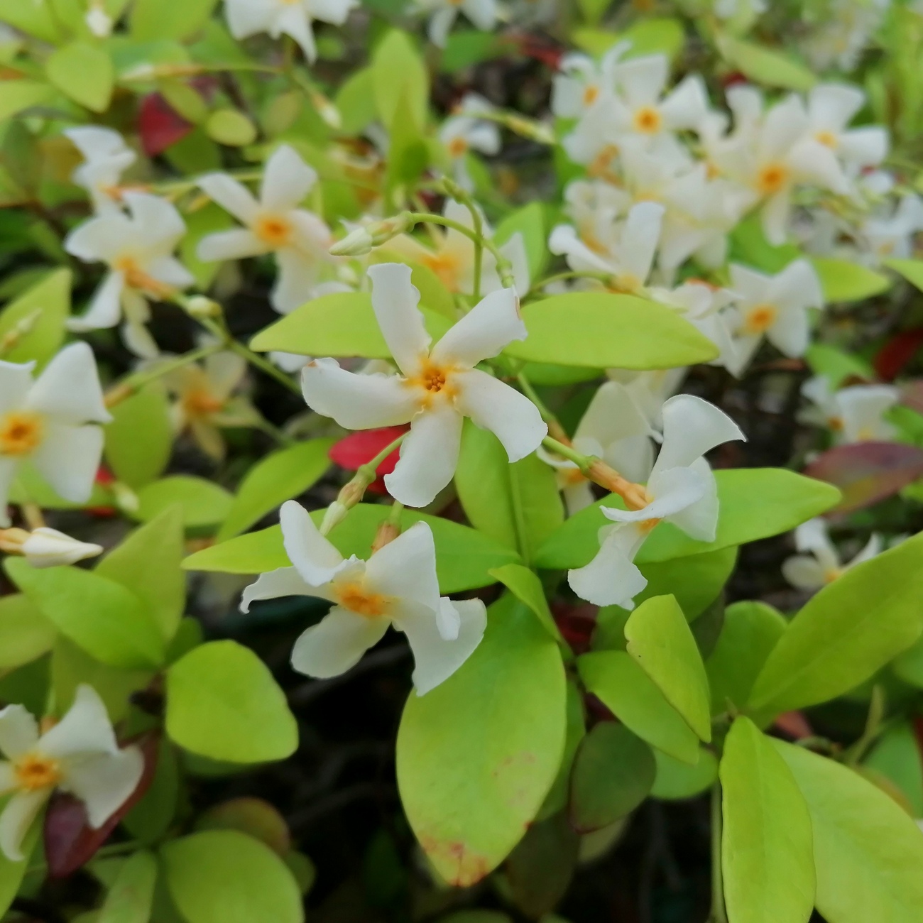 Blüte