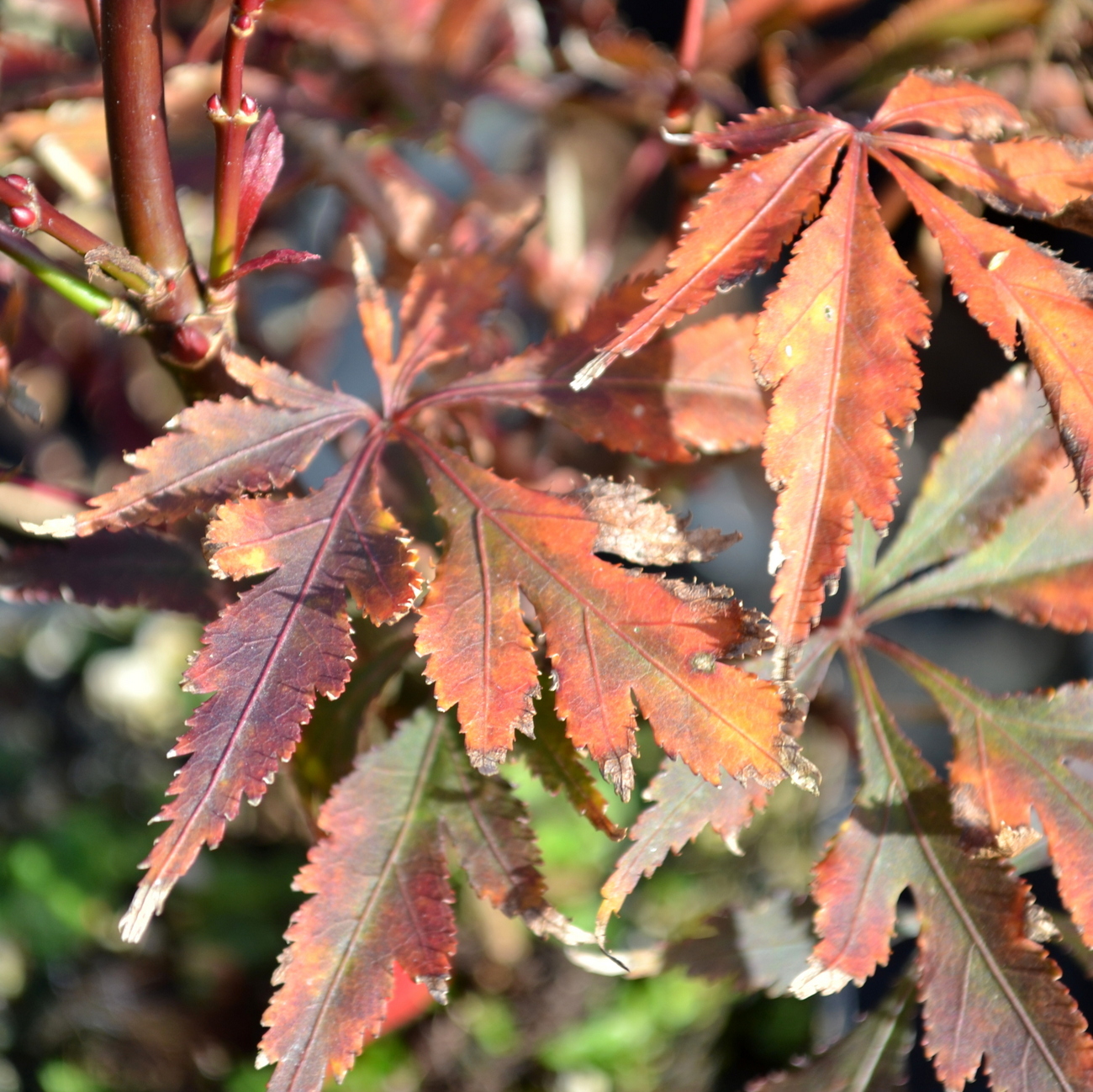 Herbstlaub