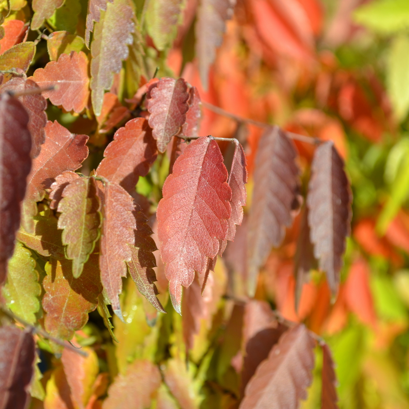 Herbstlaub
