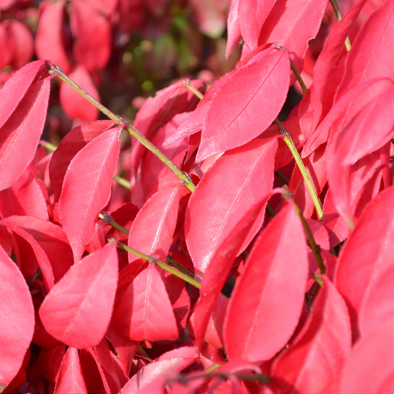 Herbstlaub