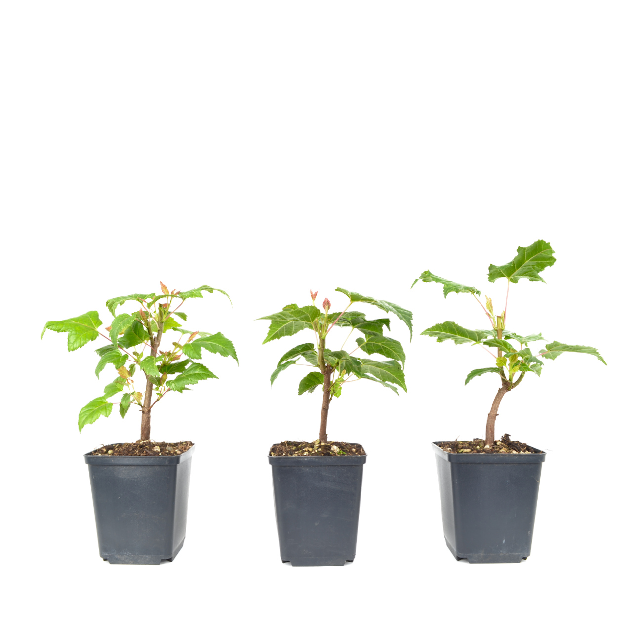 Acer ginnala