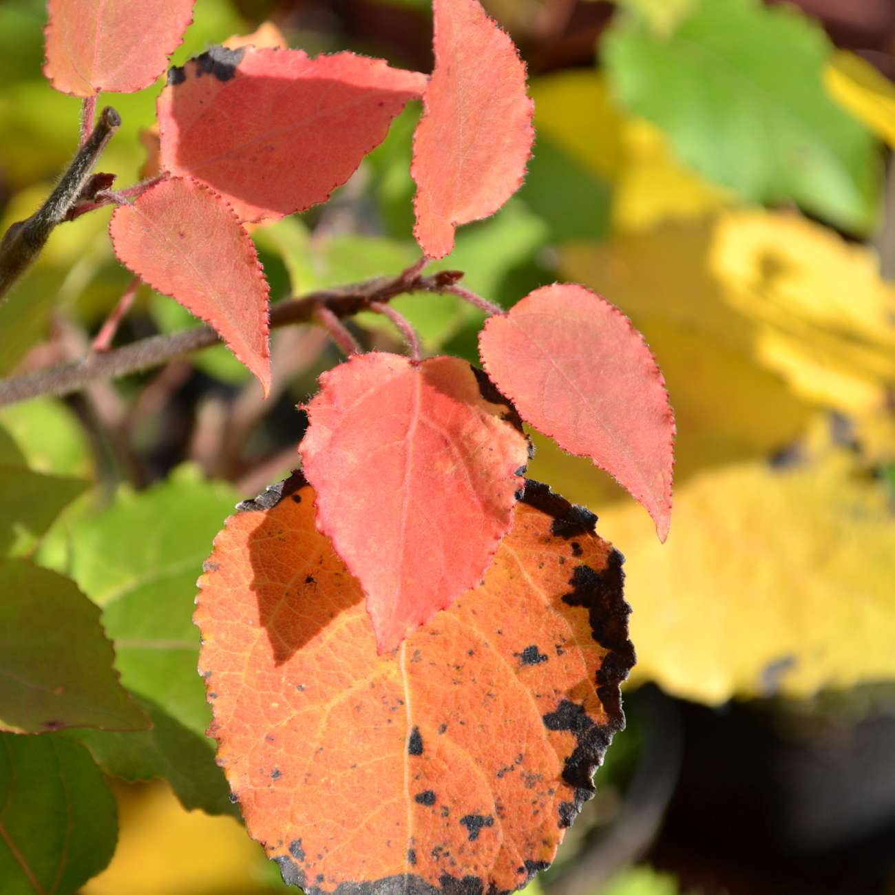Herbstlaub