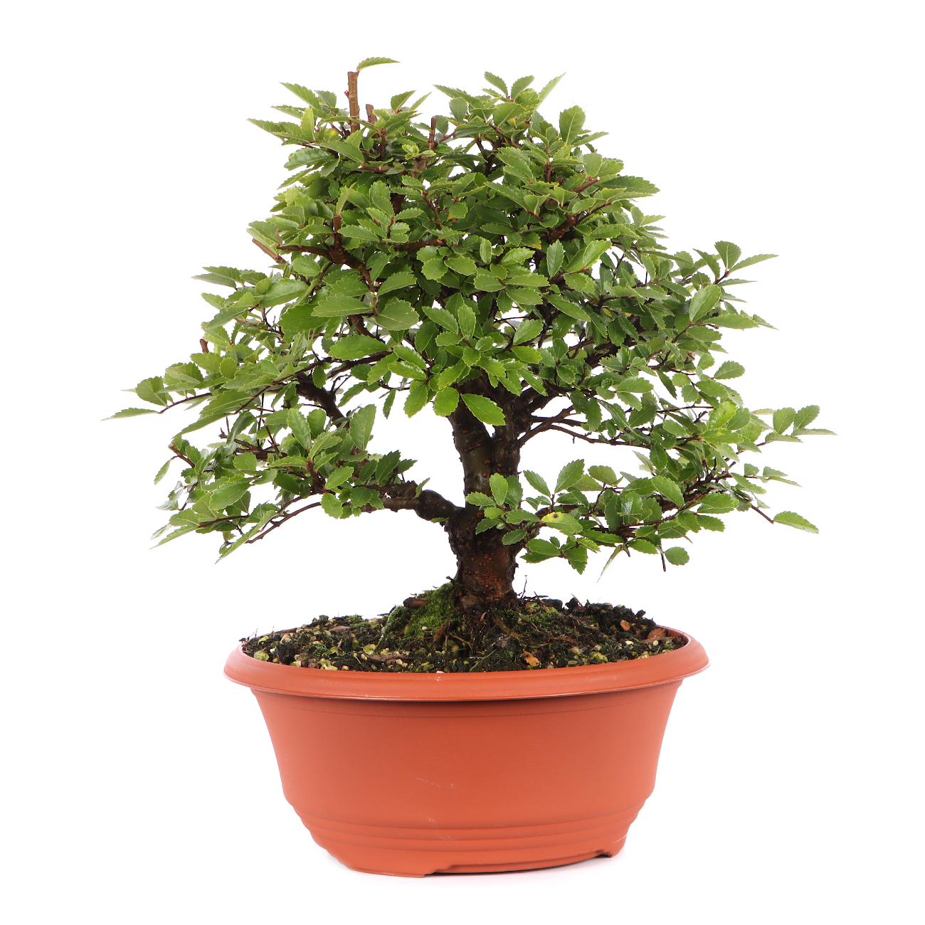 Ulmus japonica