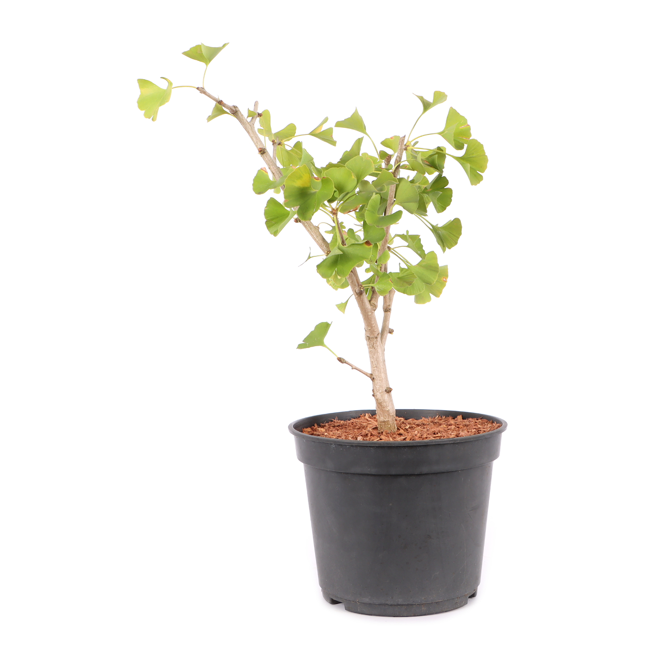 Ginkgo biloba 'Globus'