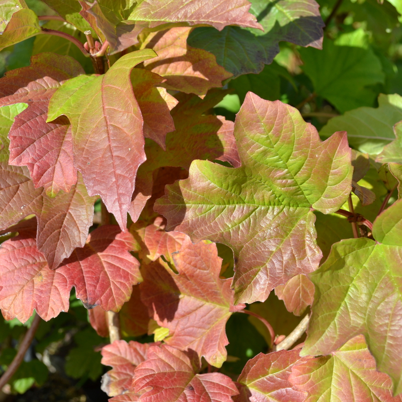 Herbstlaub