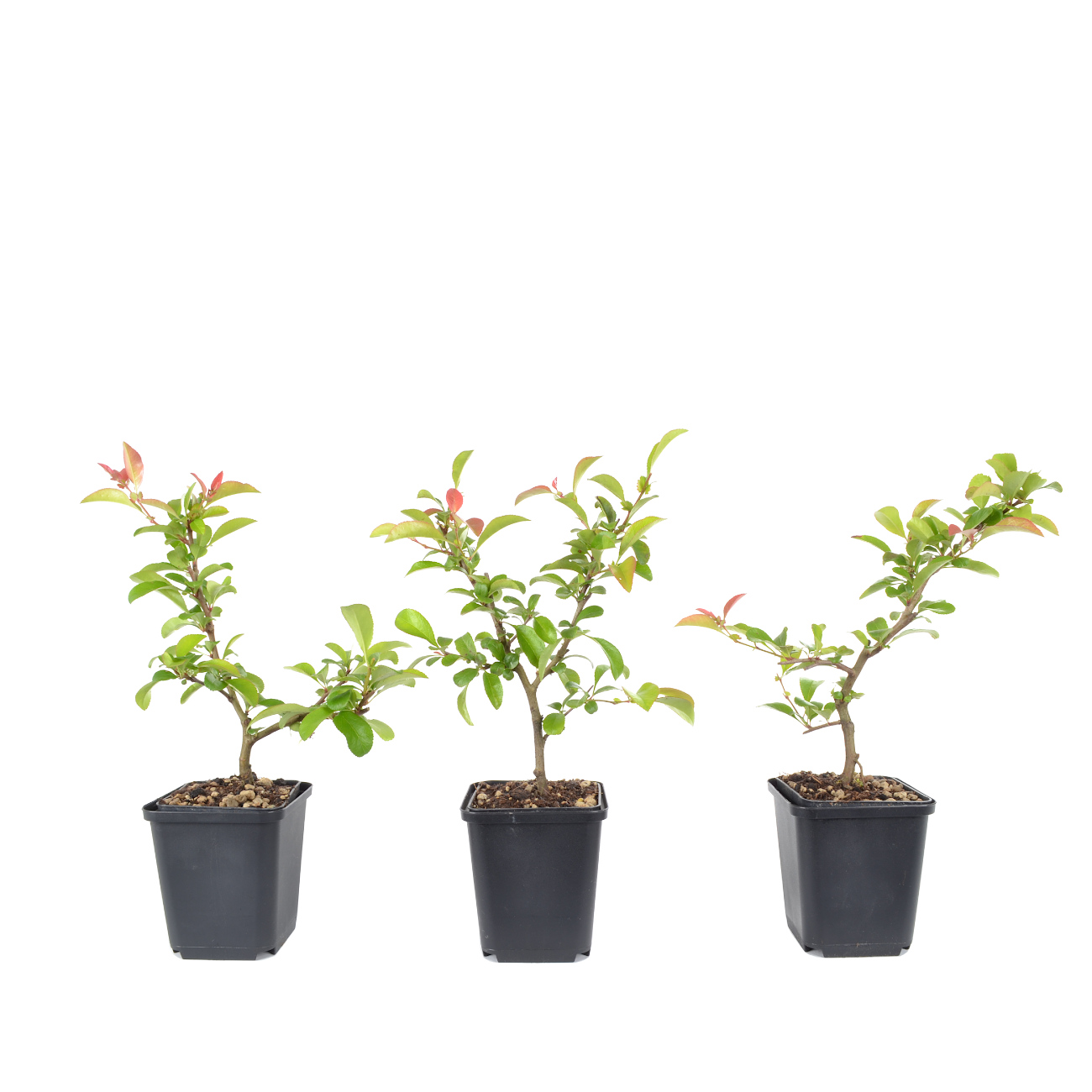 Chaenomeles x superba 'Jet Trail'