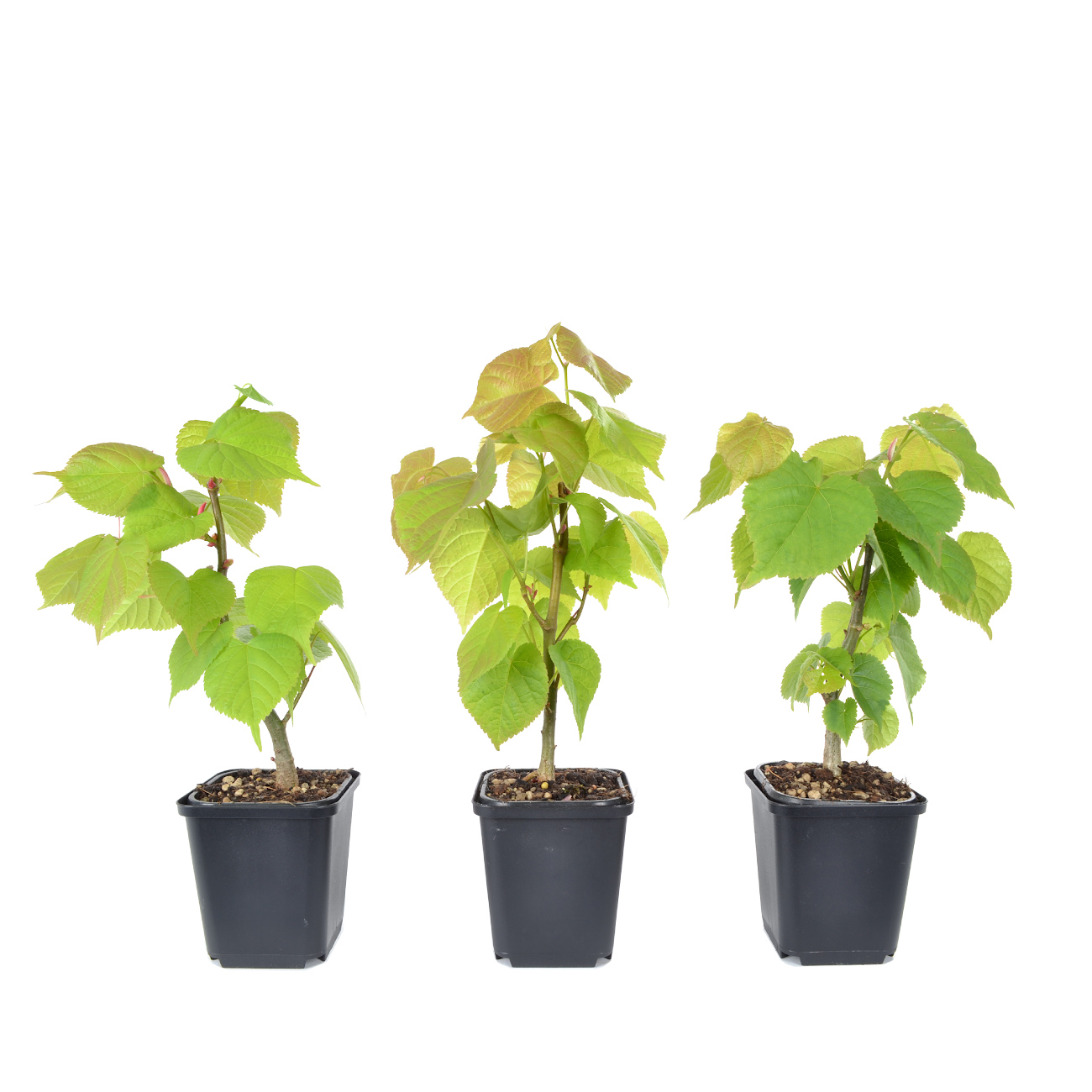 Tilia cordata