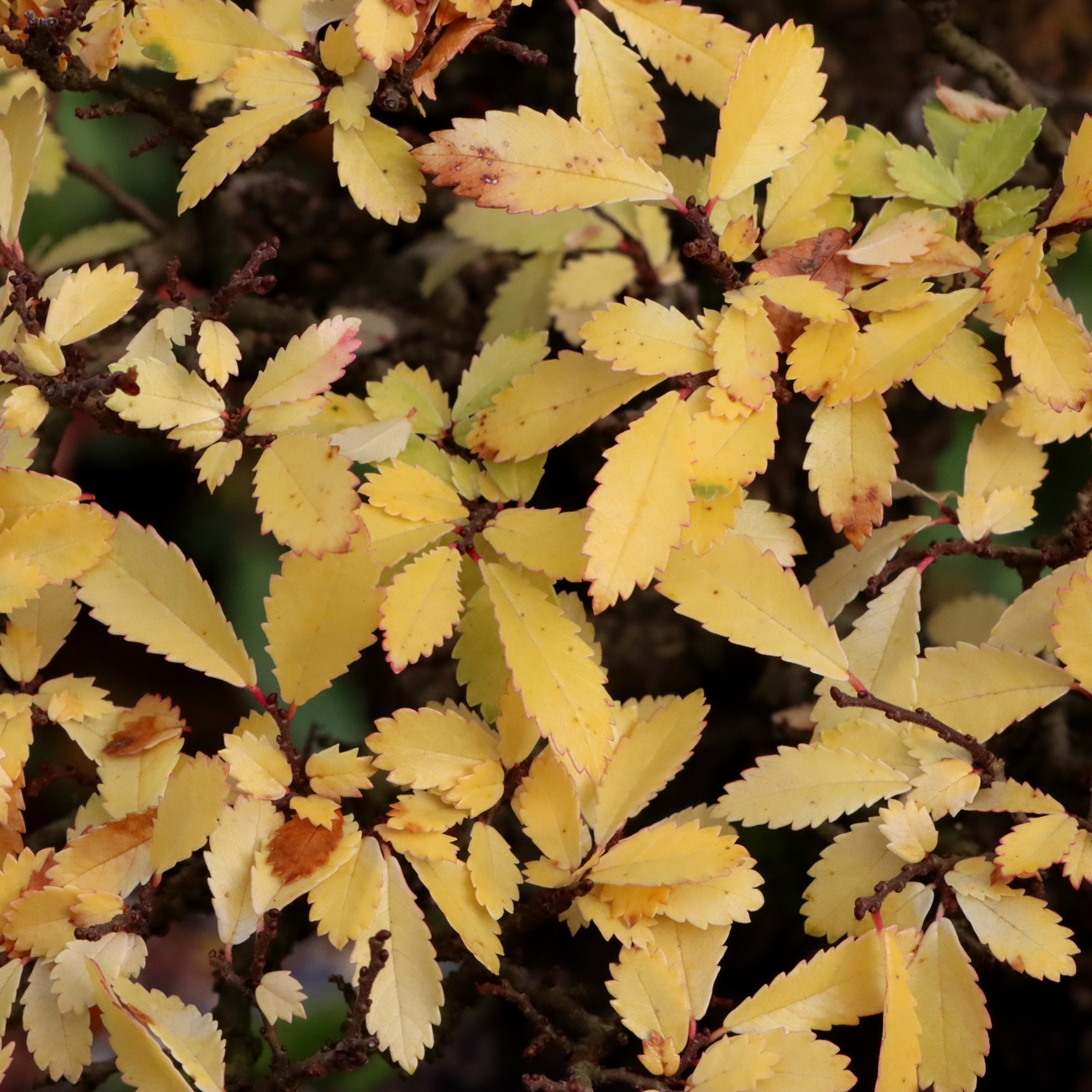 Herbstlaub