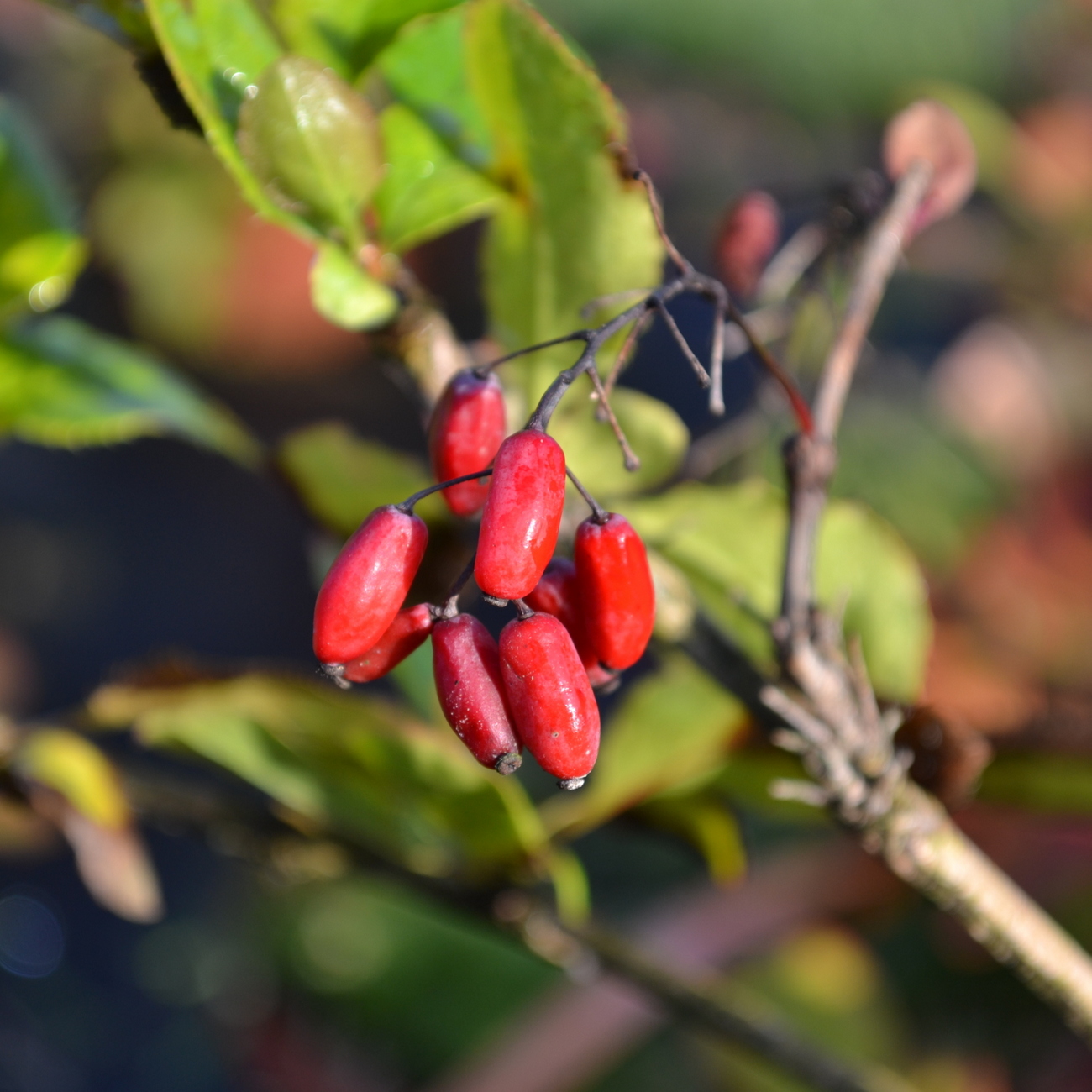 Frucht