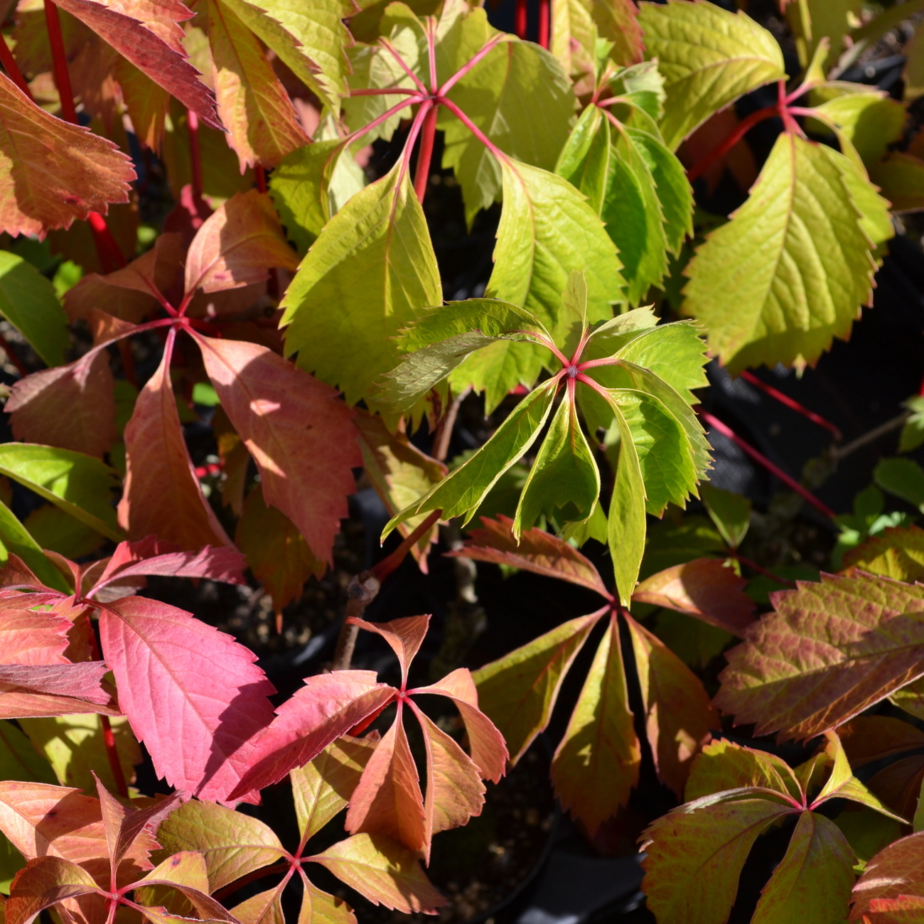 Herbstlaub