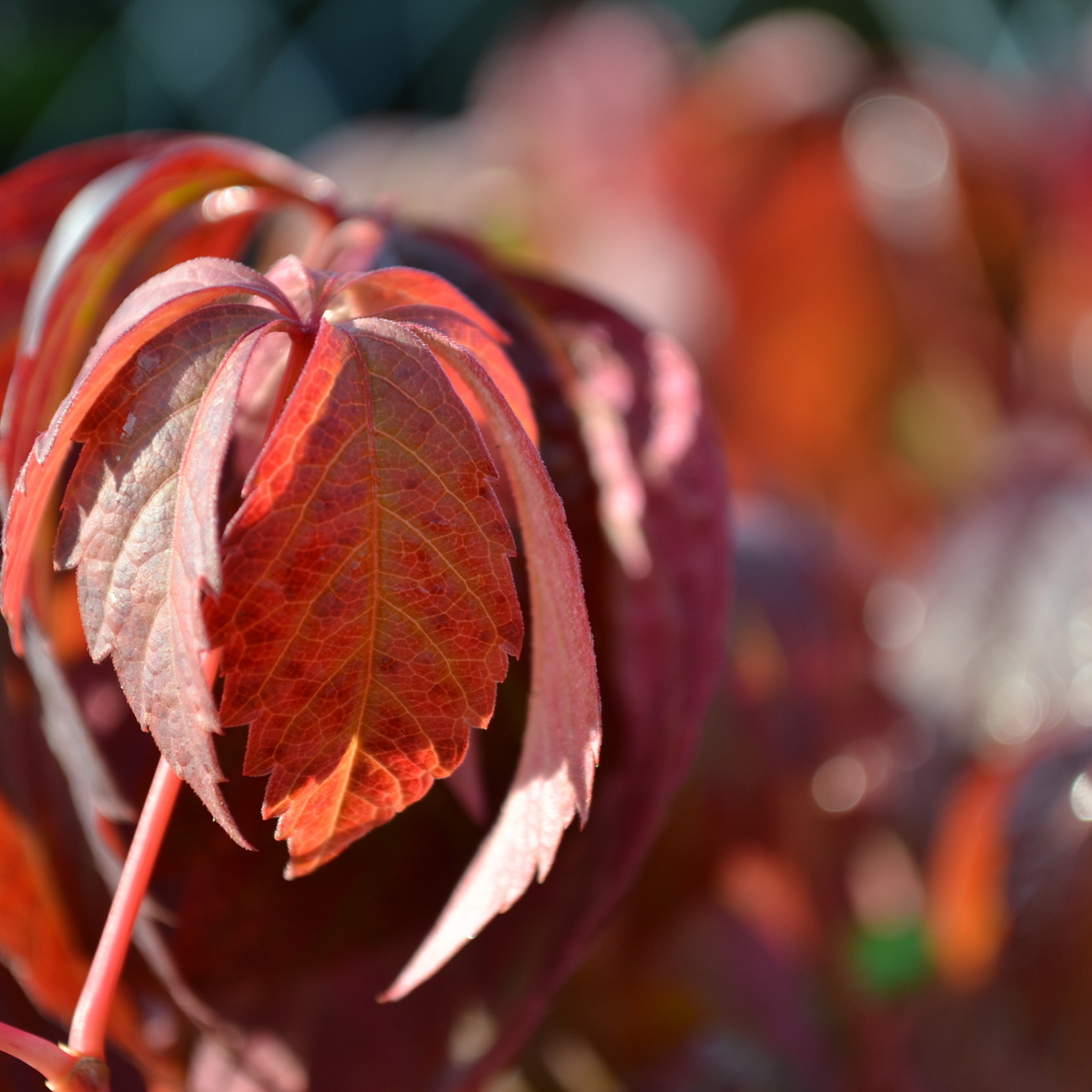 Herbstlaub