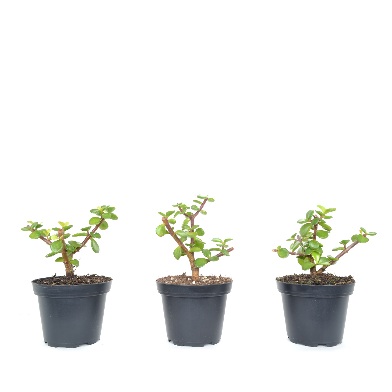 Portulacaria afra
