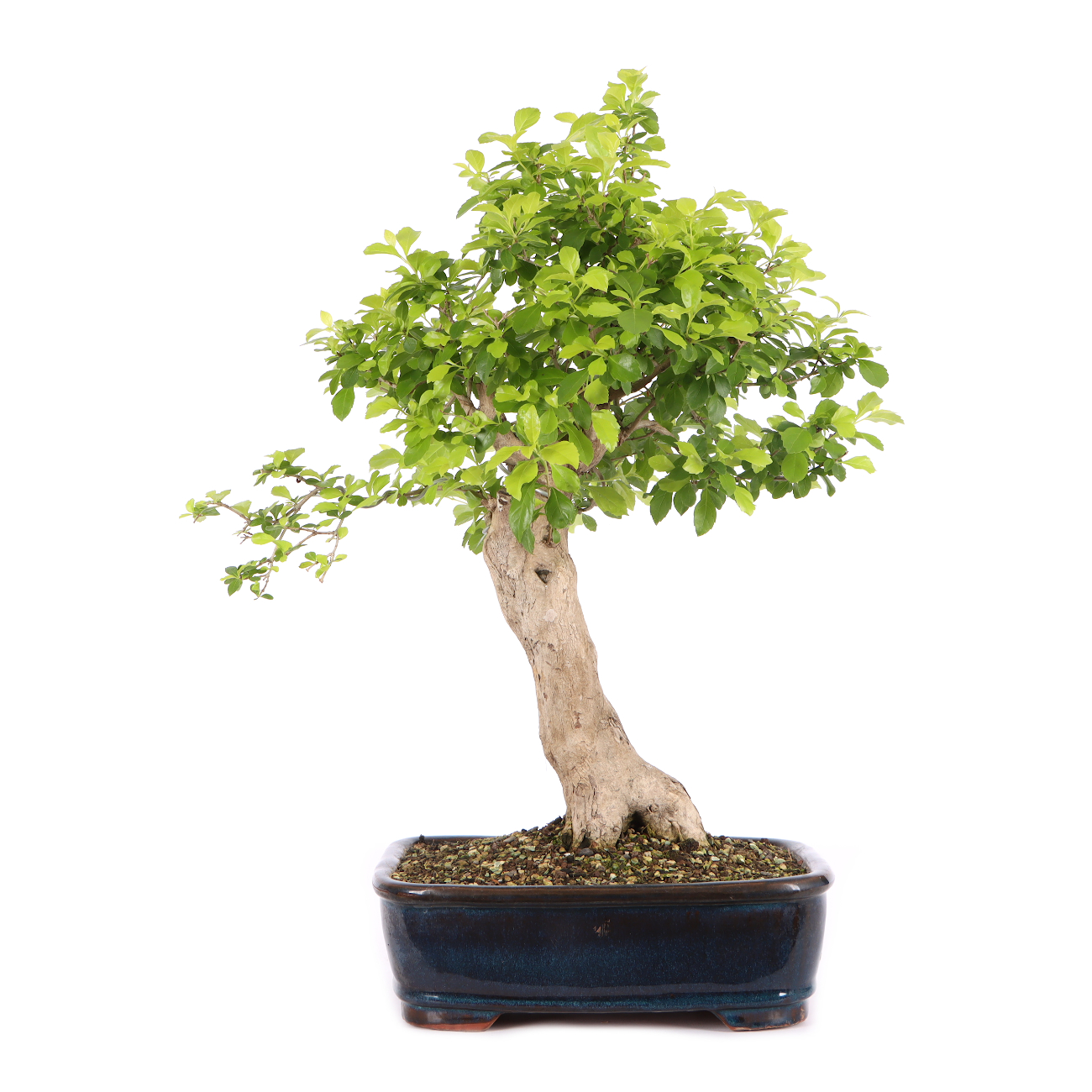 Duranta erecta