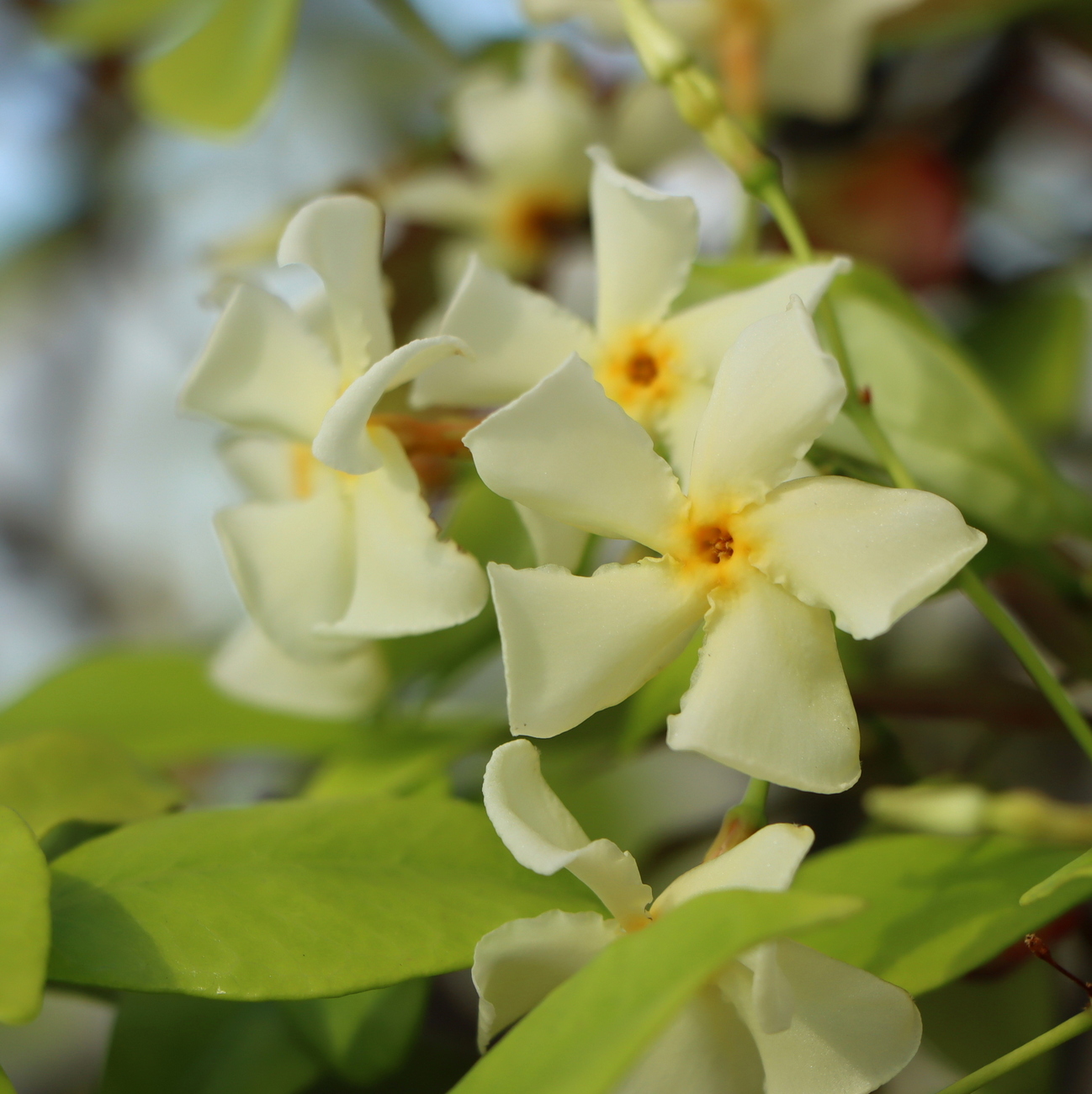 Blüte