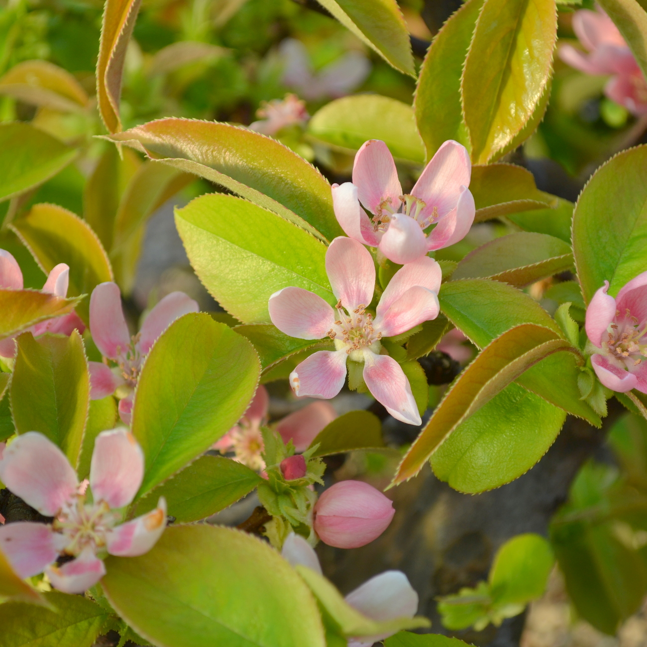 Blüte