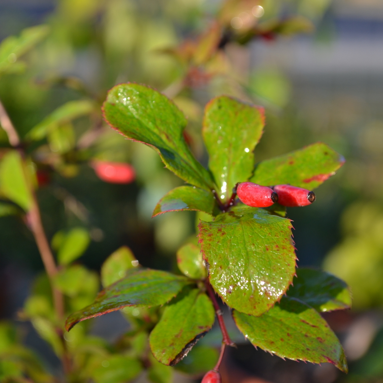 Frucht
