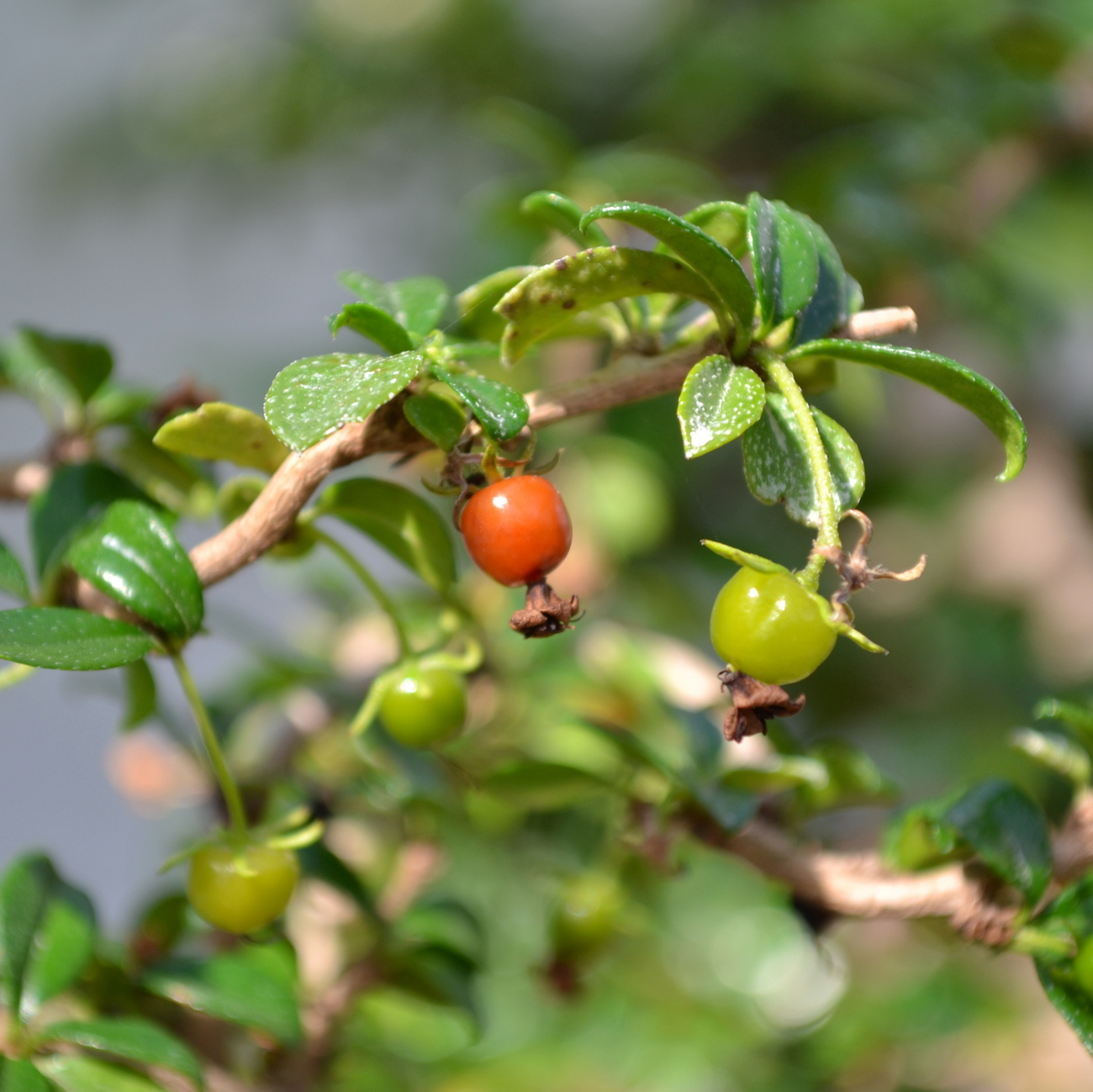 Frucht