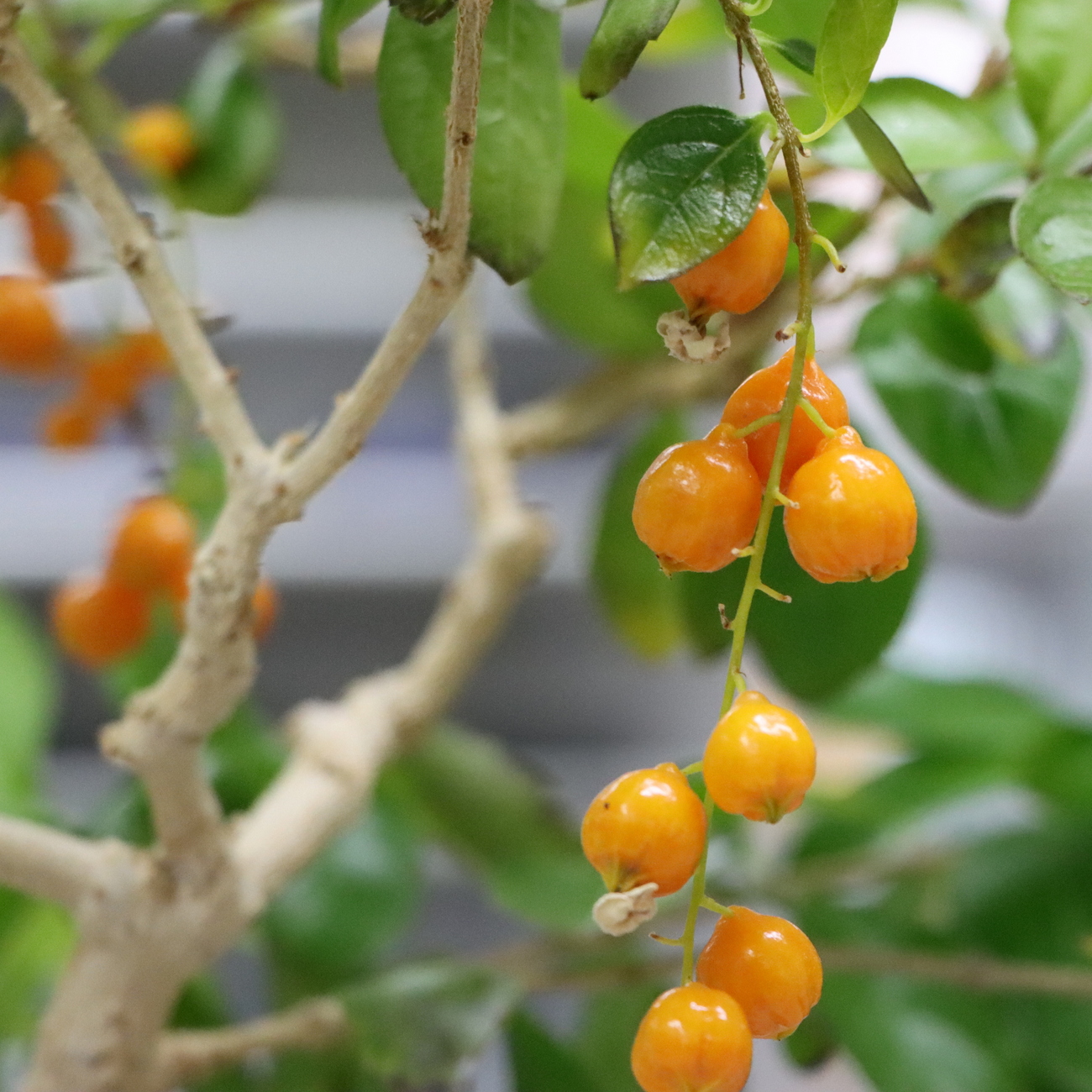 Frucht