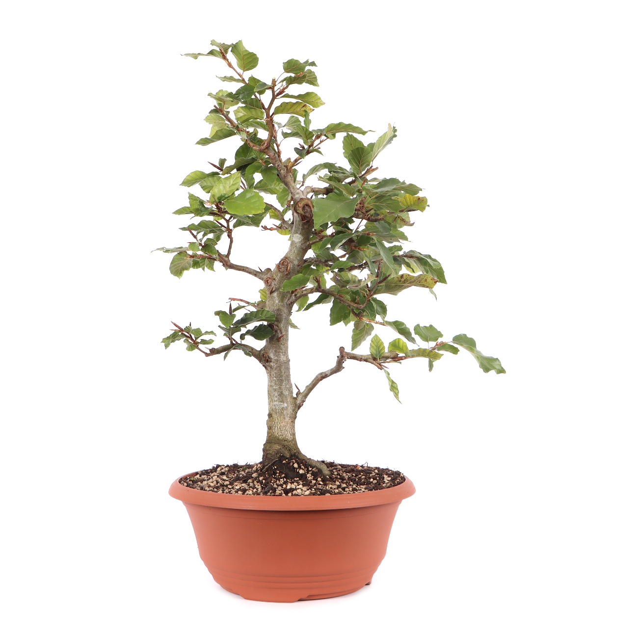 Fagus sylvatica