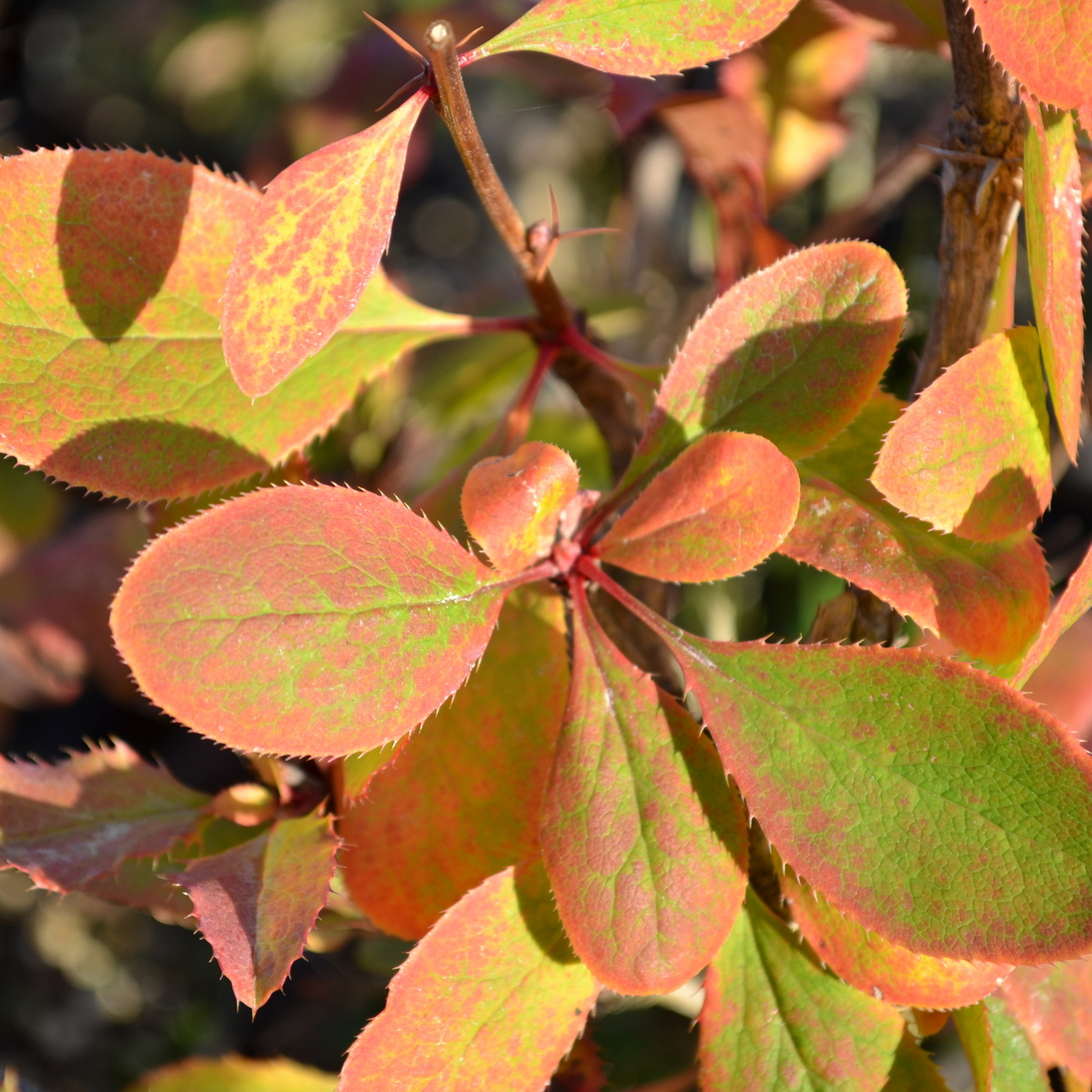 Herbstlaub