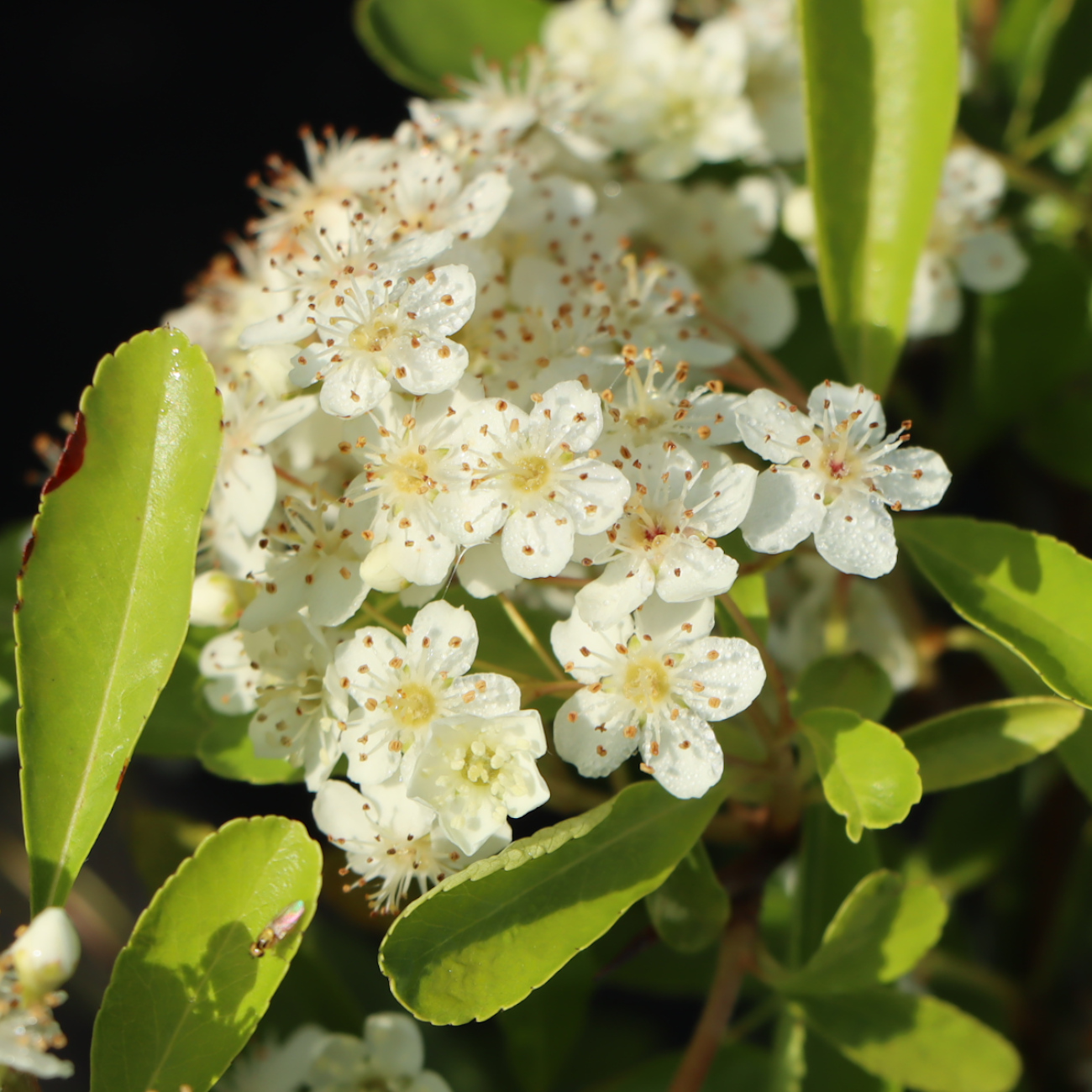 Blüte