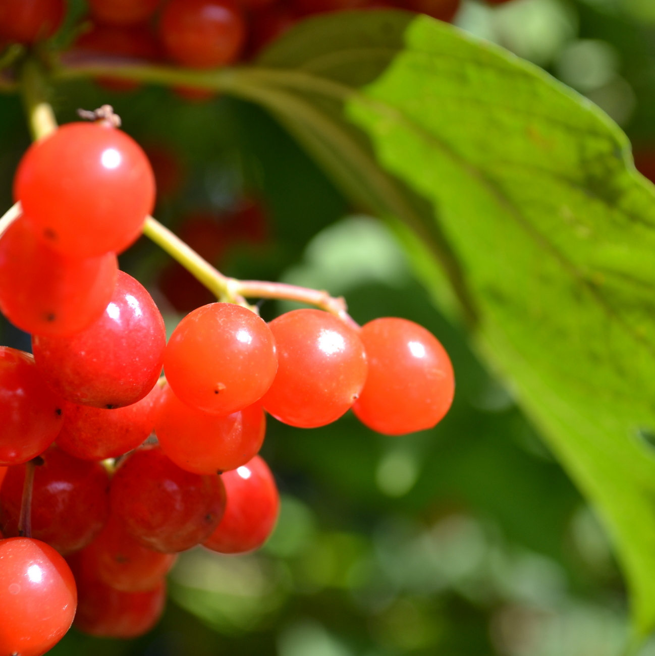 Frucht