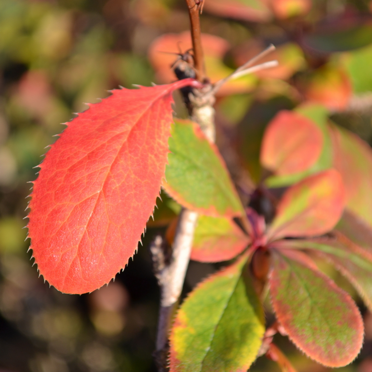 Herbstlaub
