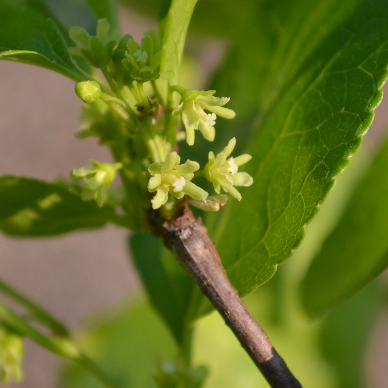 Blüte weiblich