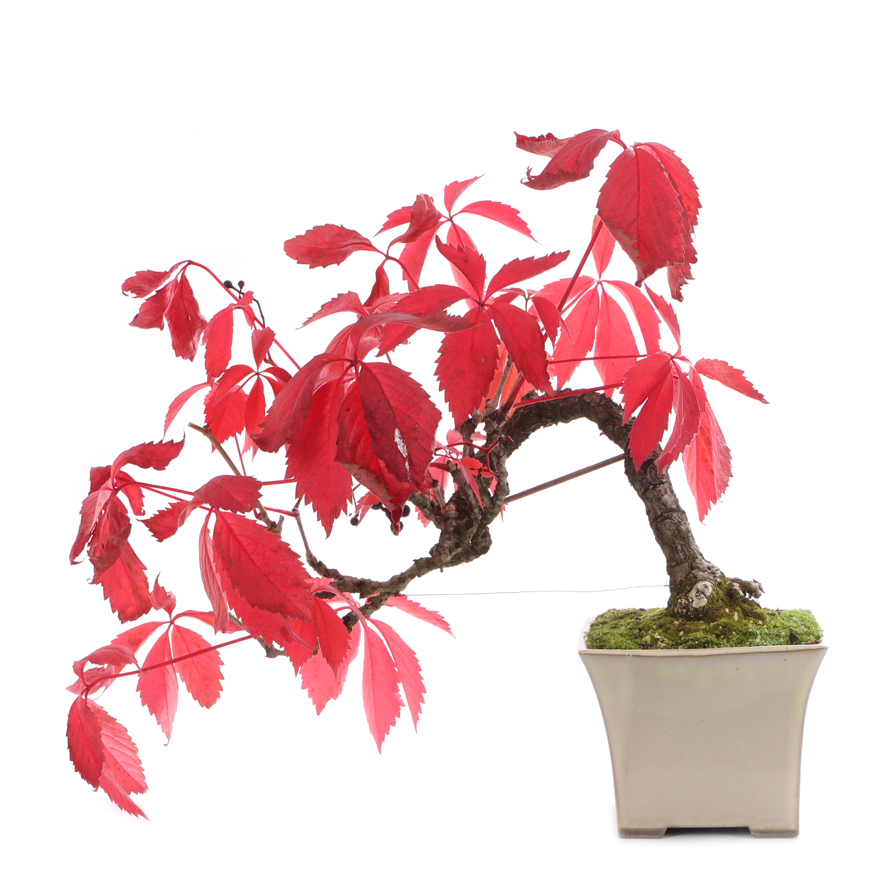 Parthenocissus quinquefolia