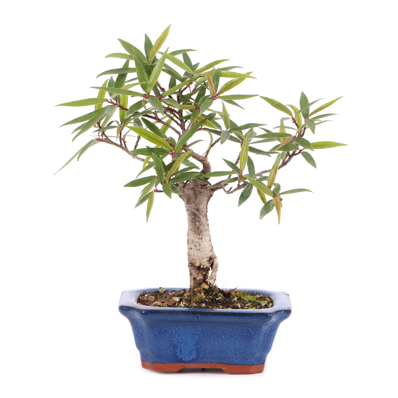 Ficus sikkimensis