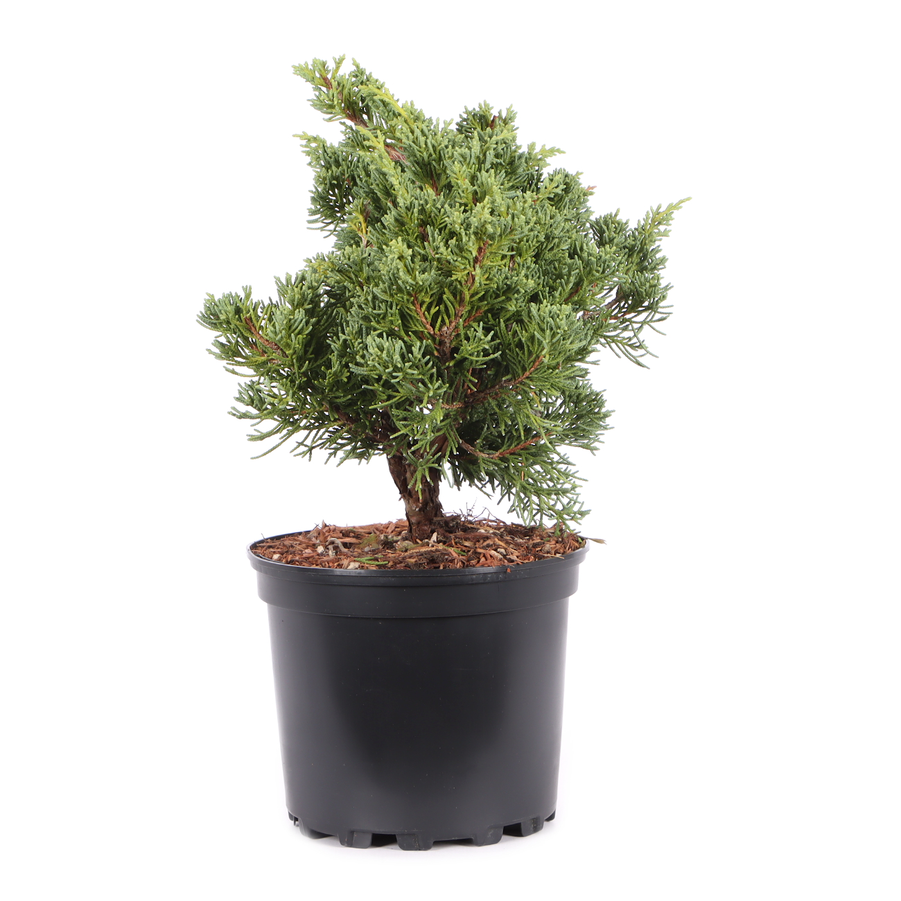 Juniperus chinensis ‘Blaauw‘