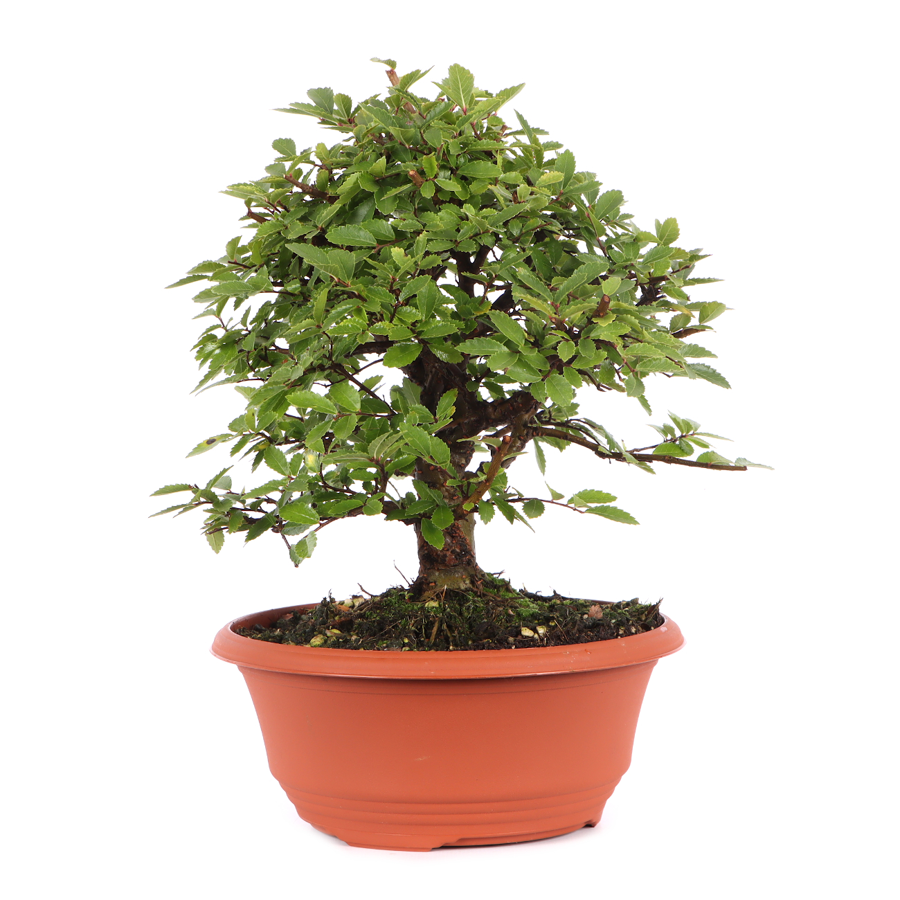 Ulmus japonica