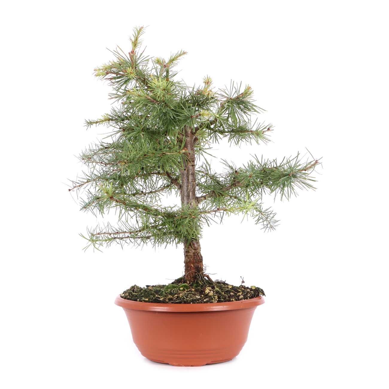 Larix decidua