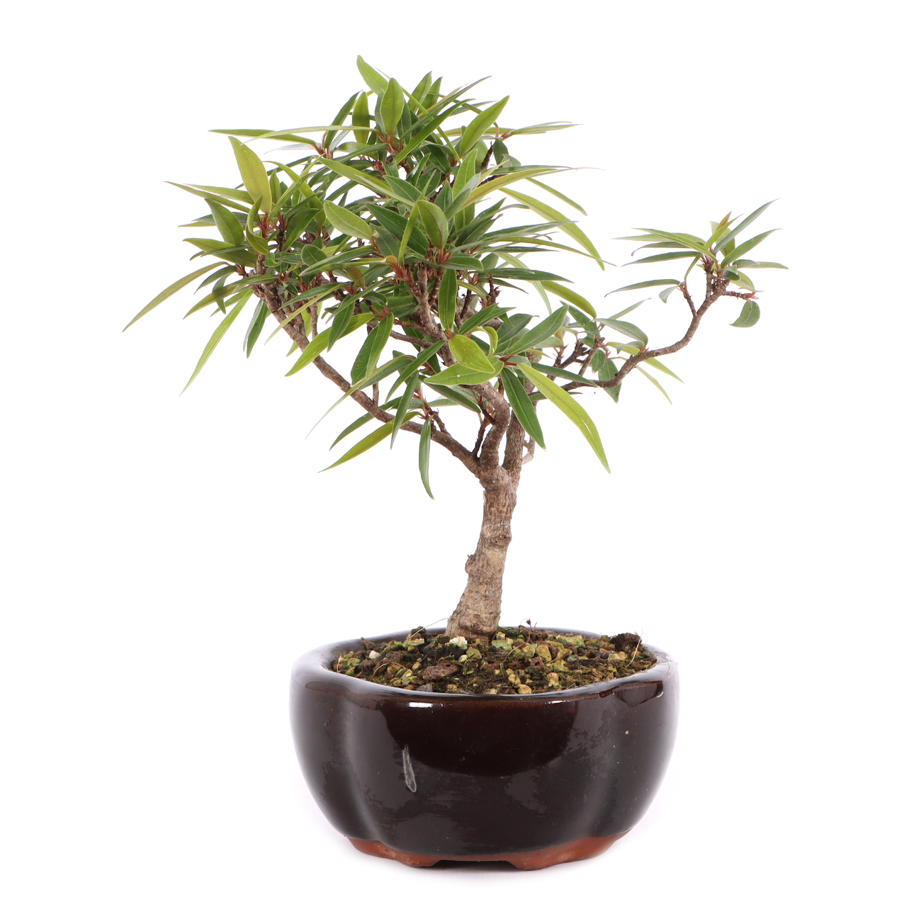 Ficus sikkimensis