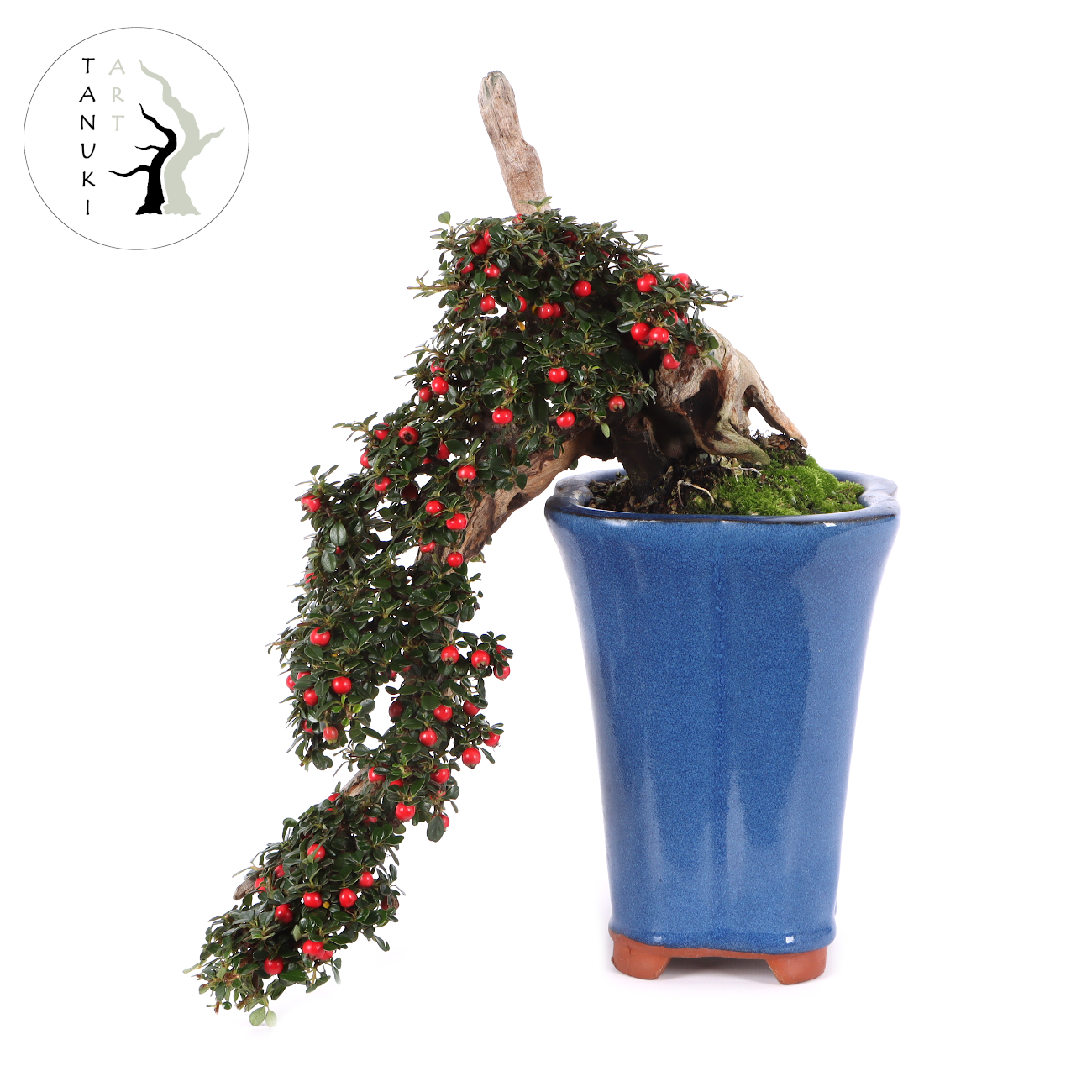 Cotoneaster dammeri 'Skogholm'